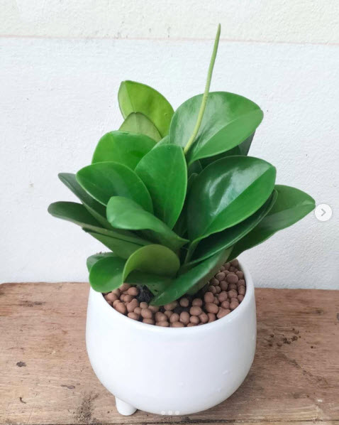 เศรษฐีแสงจันทร์